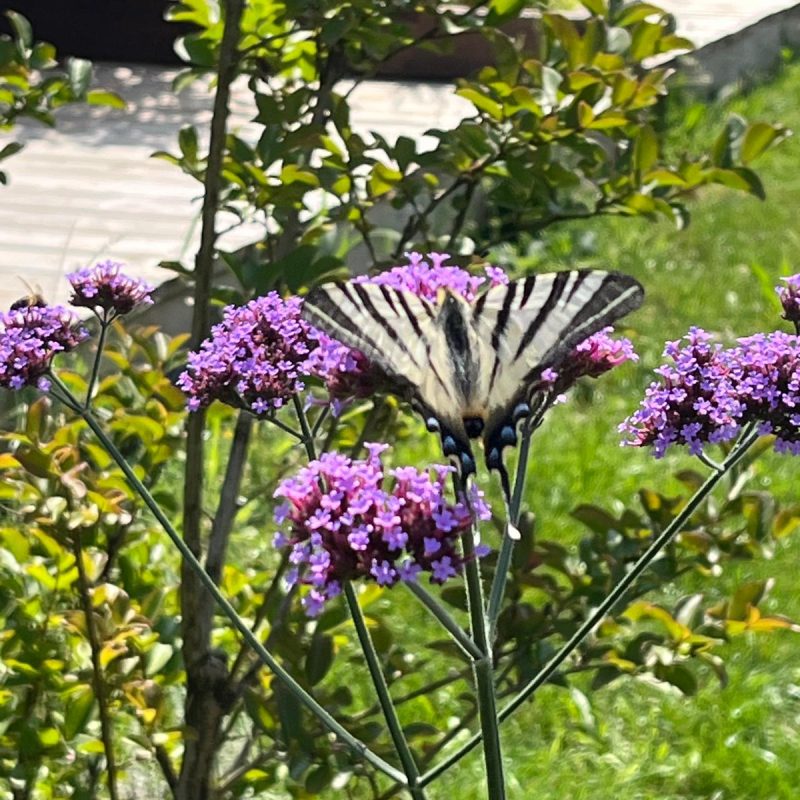 Caminols papillon