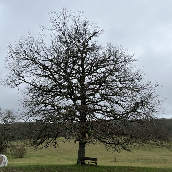 rando arbre banc copie